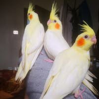 mahmoud birds