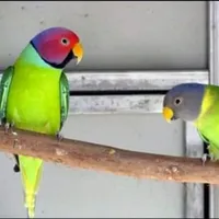 محمود بني ملحم