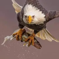 هونور ‏هونور 6X ‏256 جيجابايت ‏رمادي