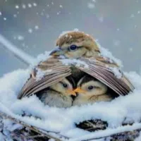 هوندا ‏بايلوت ‏Touring ‏2018