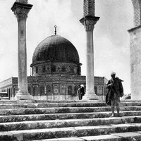 النورس