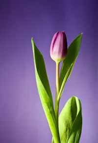 BA YAN