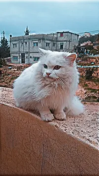 TAREK