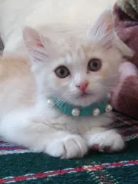 Salwa 