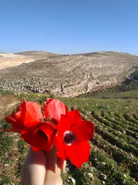 شفى بدور