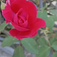 شاومي ‏13 ‏256 جيجابايت ‏فضي