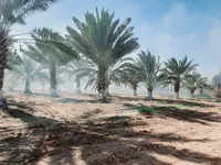 سامسونج ‏جالاسكي S23 بلس ‏1 تيرابايت ‏رمادي