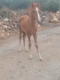 مهر نخب اول للبيع