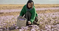 نقدم لكم اجود انواع الزعفران الإيراني  نقي 100./.  و المباشرة من المزارع الإيرانية نكهة قوي،لون غني،