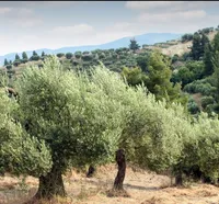 هوندا اكورد EX 2023