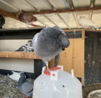 أبل ‏ايفون 11 ‏128 جيجابايت ‏بنفسجي