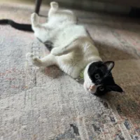 Graphic Designer -Ramallah and Al-Bireh