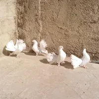 عودة التعمري