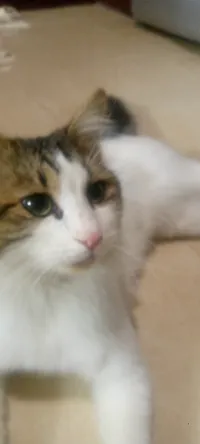 مهند جاد النمري