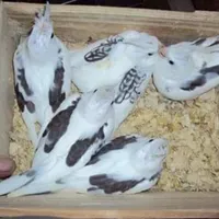 حموده