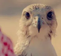فهد المطيري