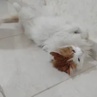راشد