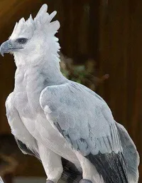 ابراهيم