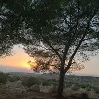 هونور ‏X9a هونور ‏256 جيجابايت ‏أسود