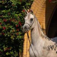 أحمد نمر الحنيطي