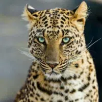 كيا ‏سورينتو ‏Standard ‏2022