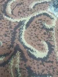 محمد بدر
