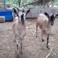 اخرى ‏غير محدد ‏أخرى ‏أزرق