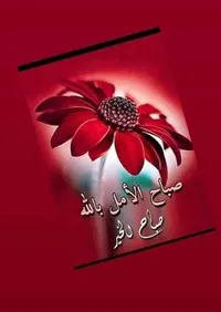 محمد محمود النجار