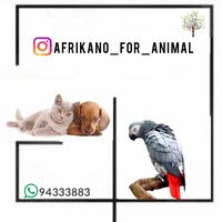 AFRICANO FOR ANIMAL