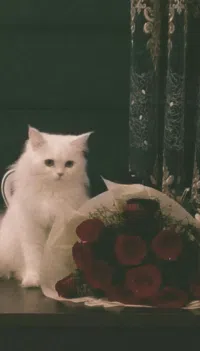 Teeba  Alsaraj