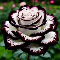 أوبو ‏A52 ‏256 جيجابايت ‏أسود