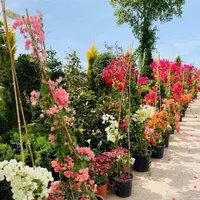 إنفينيكس S3X 256 جيجابايت أسود