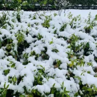 كيا ‏K3 ‏GT ‏2019