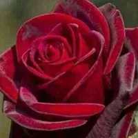 mohamb mohamd
