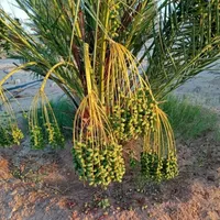 كيا ‏لوتزي ‏2009