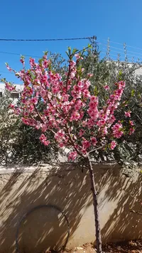 علاء
