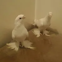 وليد ابوكووش