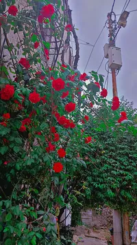 احمد عوده علامة