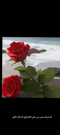 براء صابر يوسف حمود