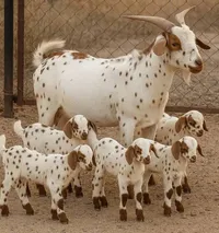 فولكسفاغن ‏جولف ‏Plus ‏2007