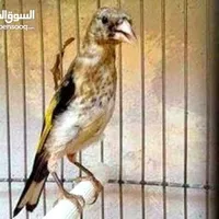 مجاهد الفحماوي