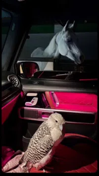 اخرى ‏اخرى ‏2007 ‏1- 250 سي سي