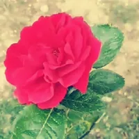 ثائر  ثائر 