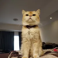 مرسيدس بنز الفئة-E E 200 2017