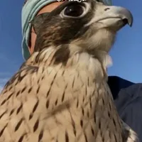 هيثم الشرعه