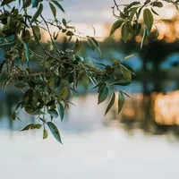 امل  النوفل 