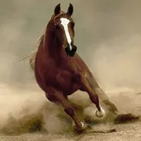 Ahmad Almshaqpa