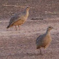 نيسان ‏صني ‏SL ‏2005