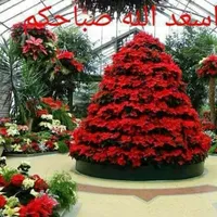 عماد ايوب الشيخ قاسم . عماد ايوب الشيخ قاسم