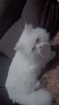 زهدي النجار